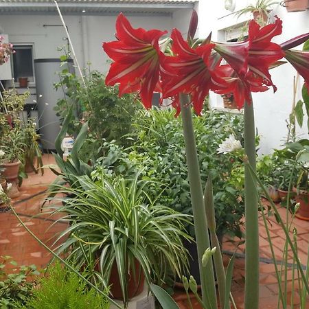 Pension Algarrobena Algarrobo Zewnętrze zdjęcie
